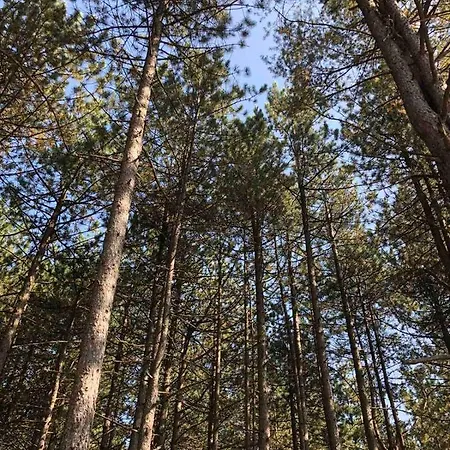 As - Sa Garazom Zlatibor