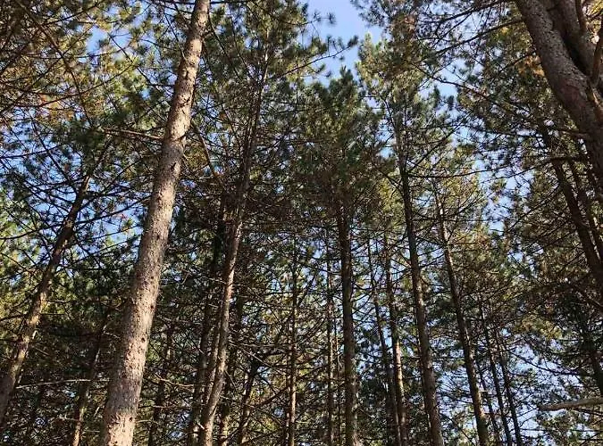 As - Sa Garazom Zlatibor